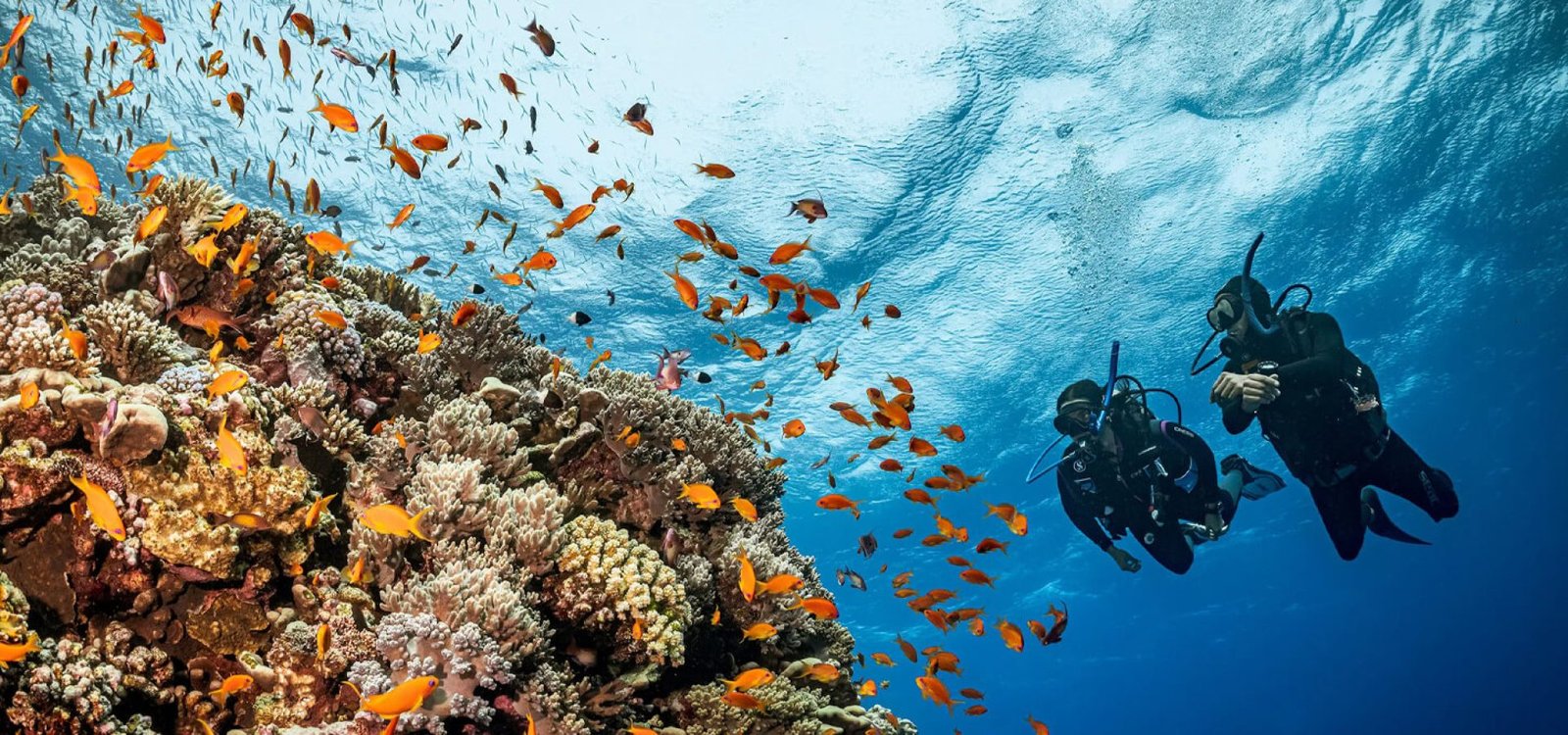A great photo of two people diving in Sharm El Sheikh